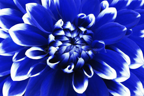 大丽花蓝白色。 特写镜头。 莫特利大花。 花的背景。