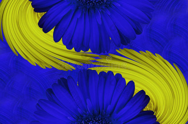 非洲菊花是<strong>蓝色</strong>的。 特写镜头。 漂亮的两朵花。 蓝<strong>黄色背景</strong>。 花的组成。