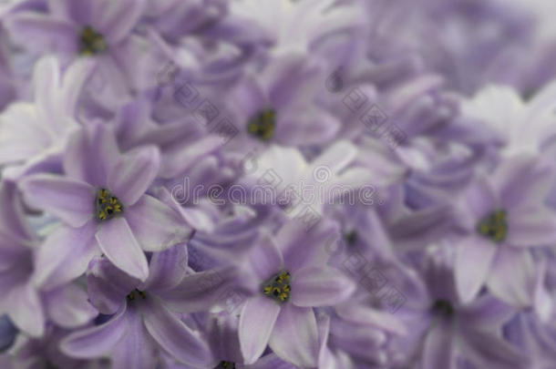 花葫芦在模糊的背景上轻浮。 淡紫的花束。 花拼贴。 花的组成。