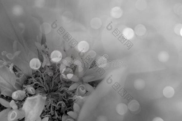 <strong>灰白色</strong>的花在模糊的博克背景上。 特写镜头。 花卉构图。 花卉背景。