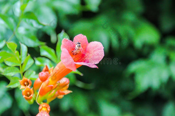 蜜蜂在金银花，香水金银花，金银花