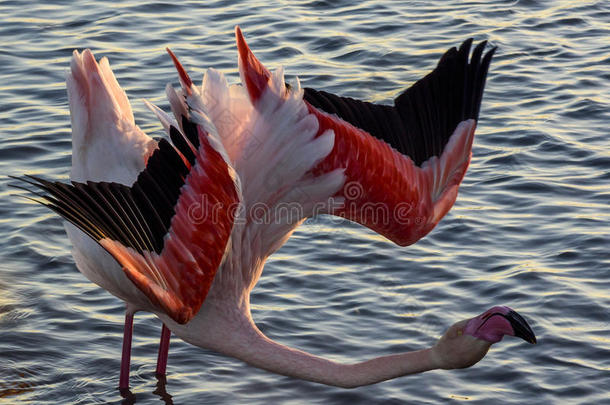 火烈鸟在Camargue，法国