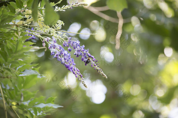 木匠蜜蜂徘徊在<strong>紫色的花朵</strong>周围