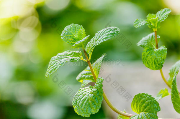 农业亚洲的背景香油植物学的