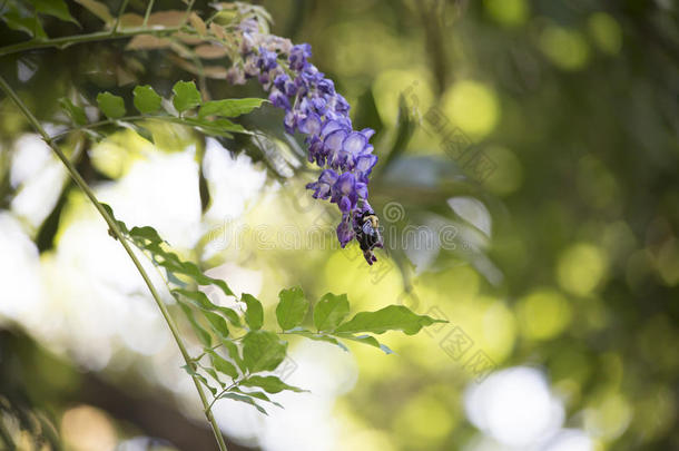 木匠蜜蜂徘徊在紫色的花朵周围