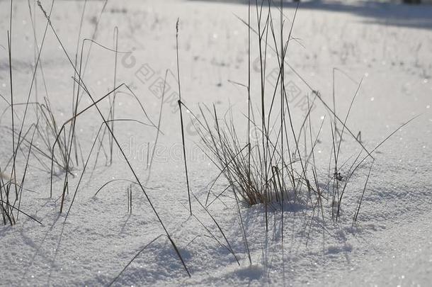 旱草在雪场，冬季，冬季风景观