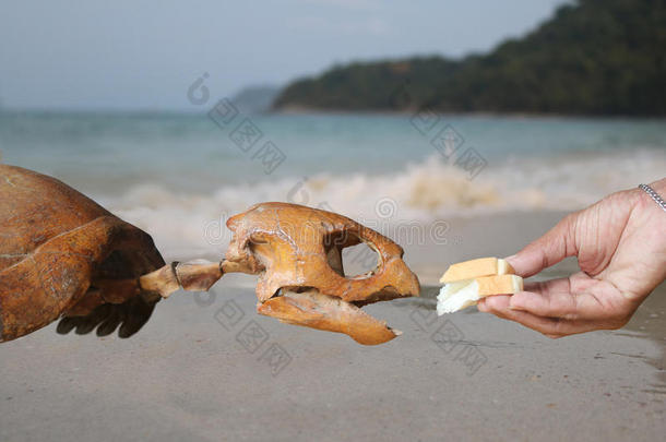不要喂海洋生物，用手喂面包给骷髅海龟。