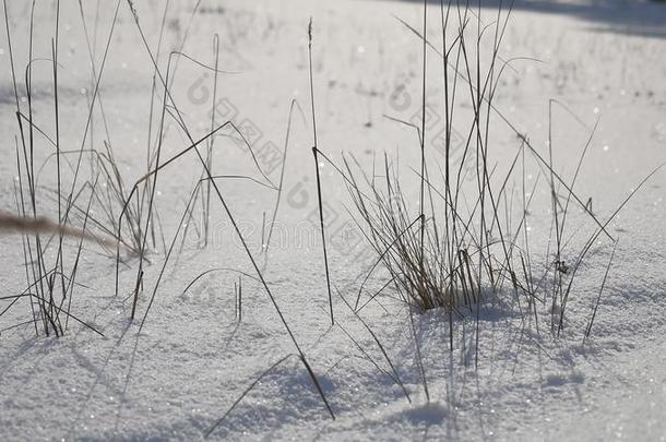 旱草在雪场，冬季，冬季风景观