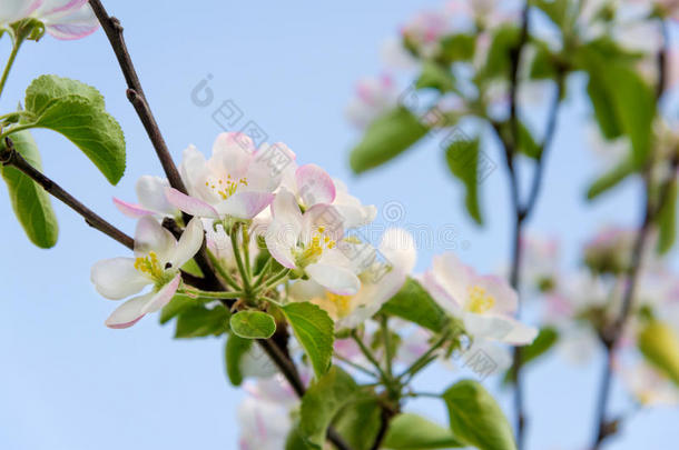 春天开花的苹果树的枝条