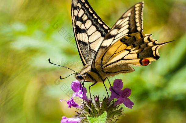 特写蝴蝶在花，蝴蝶和花，蝴蝶在花模糊的背景