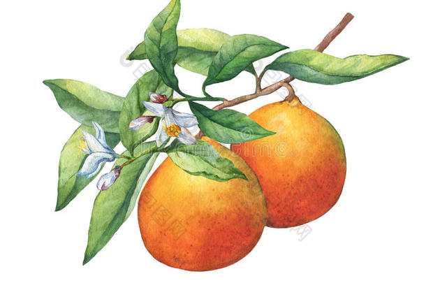 新鲜的柑橘类水果橘子，有水果、绿叶、花蕾和花朵。