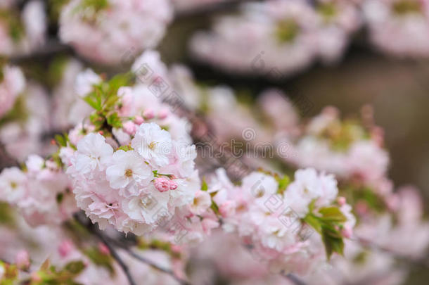 樱花，樱花季节在日本。