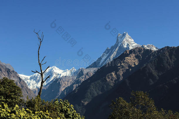 安纳普纳甘德鲁克喜马拉雅山风景马查普夏