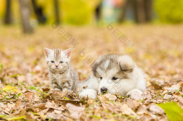 <strong>阿拉斯加阿拉斯加阿拉斯加</strong>小狗和苏格兰小猫一起躺在秋天的公园里