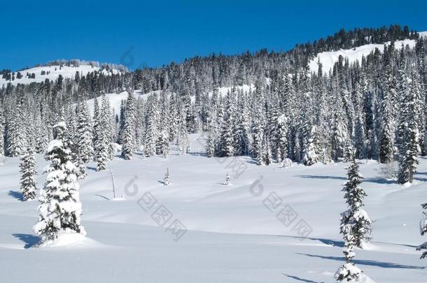美丽的冬季景观，白雪覆盖的树木