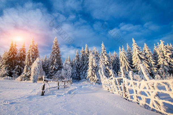 阿尔卑斯山背景美丽的圣诞节气候