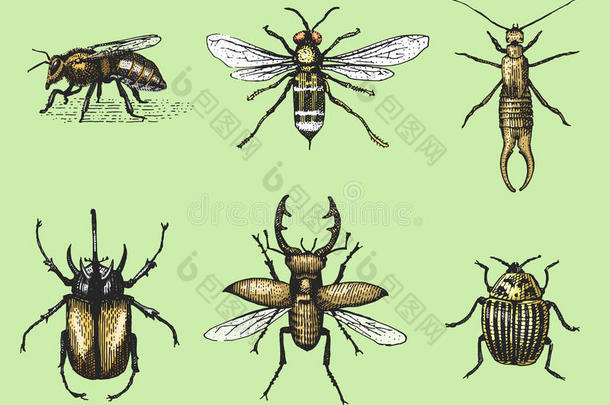 一大套<strong>昆虫</strong>，虫子，甲虫和蜜蜂，许多物种在老式的旧<strong>手绘</strong>风格雕刻插图木刻