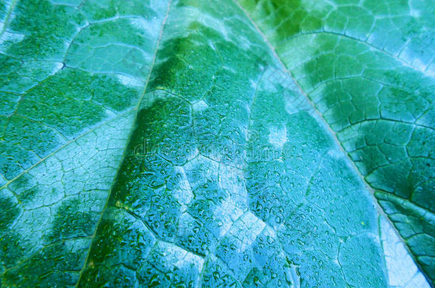 背景开花植物<strong>学画</strong>植物区系