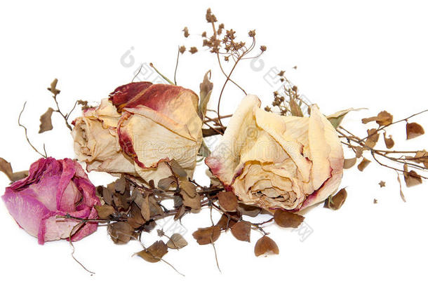 干燥<strong>细腻</strong>的玫瑰花和叶子分离在白色