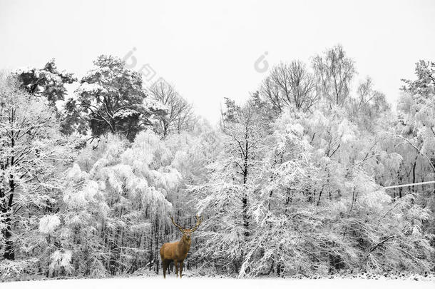 美丽的红鹿鹿在雪中覆盖了节日季节的冬季森林景观