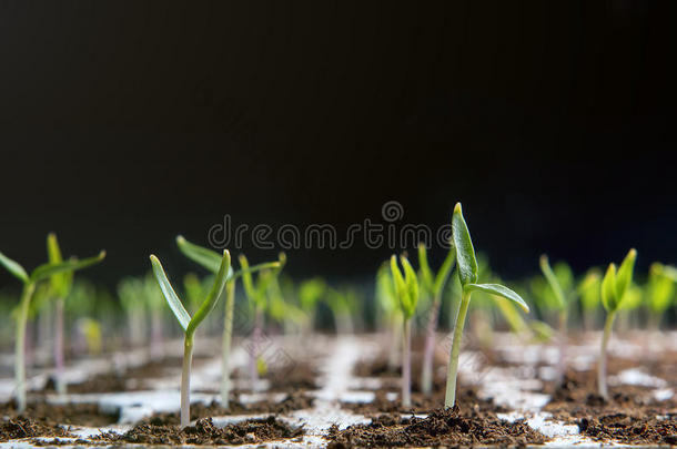 在泥炭托盘中盆栽的特写幼苗。 春天的幼苗