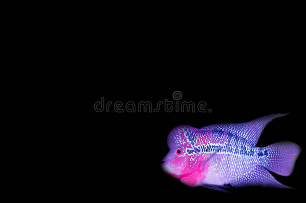 金鱼，卡拉修斯极光-金鱼-水族馆鱼黑色背景，泰国