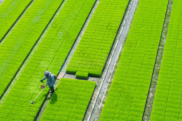 绿色稻田上的农民