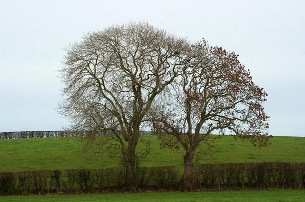 北爱尔兰农场绿篱中<strong>冬天</strong>的灰树剪影