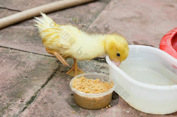 小鸭子在碗里喝水。