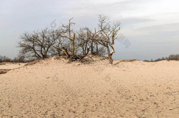 <strong>流沙</strong>沙丘上光秃秃的树梢和灌木丛