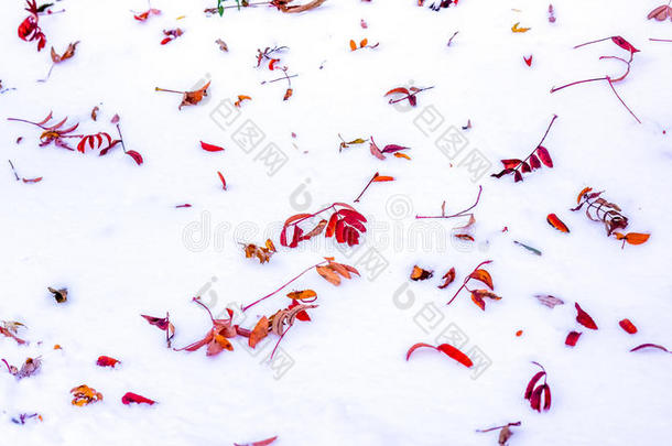 在城市公园里，清澈的白色雪毯和秋天五彩缤纷的干树叶成为亮点。第一片雪景。红叶