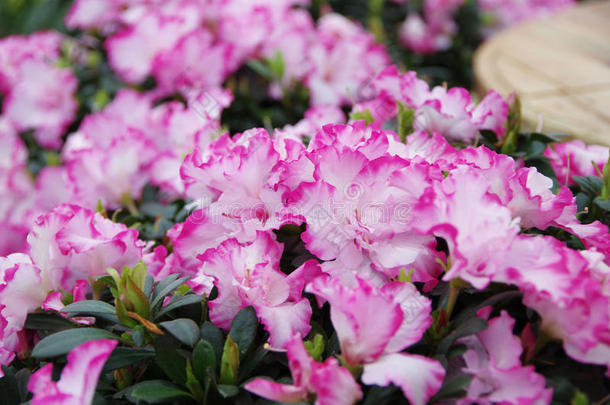 杜鹃花边缘盛宴节日花的