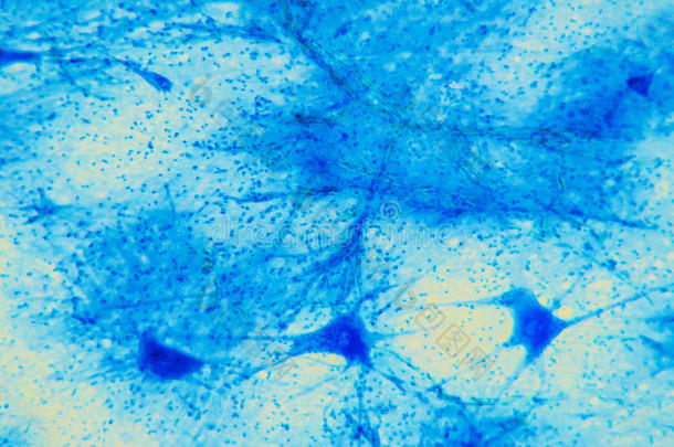 细胞显微神经元组织