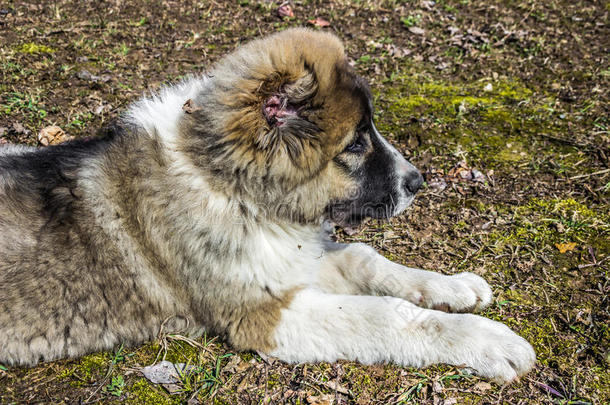 高加索牧<strong>羊</strong>犬是侧写<strong>的</strong>