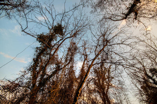 在冬季<strong>森林</strong>蓝天的背景下，高大的<strong>古树</strong>的底部景色。 阿塞拜疆，高加索