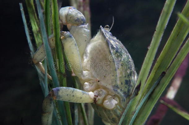 螃蟹海洋生物海洋生物