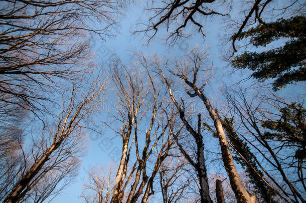 在冬季<strong>森林</strong>蓝天的背景下，高大的<strong>古树</strong>的底部景色。 阿塞拜疆，高加索
