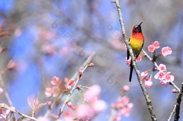 动物亚洲的美丽的鸟开花