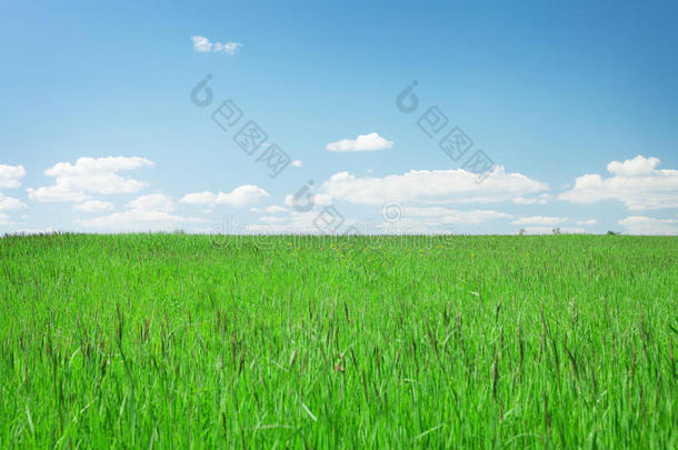 绿草如茵，蓝天白云