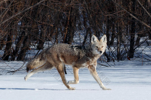 狼在雪地里打猎