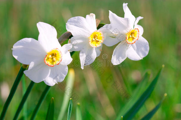 美丽的白色水仙花在绿色的春天草地上