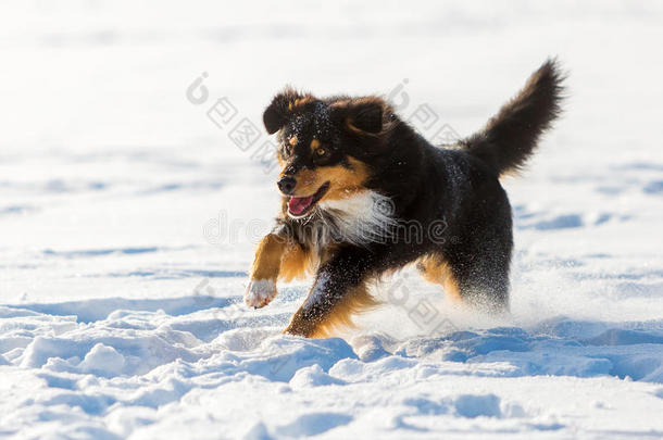 澳大利亚牧羊犬在<strong>雪地里奔跑</strong>