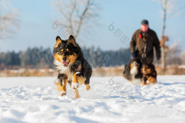 澳大利亚牧羊犬在雪地里奔跑