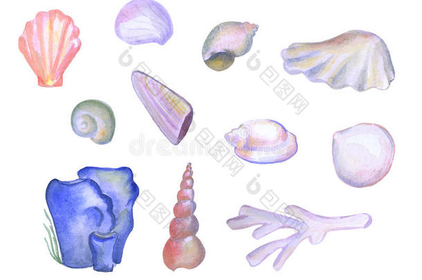 手绘水彩贝壳和珊瑚白色背景，海洋动物插图