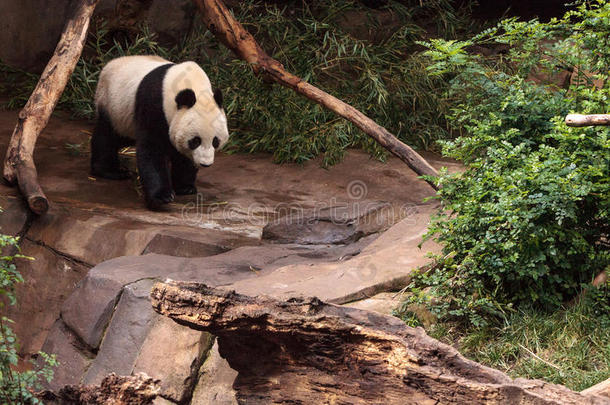 大熊猫熊AiluropodaMelanoleuca