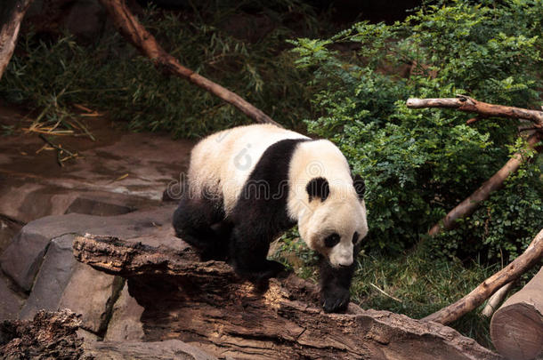 大熊猫熊AiluropodaMelanoleuca