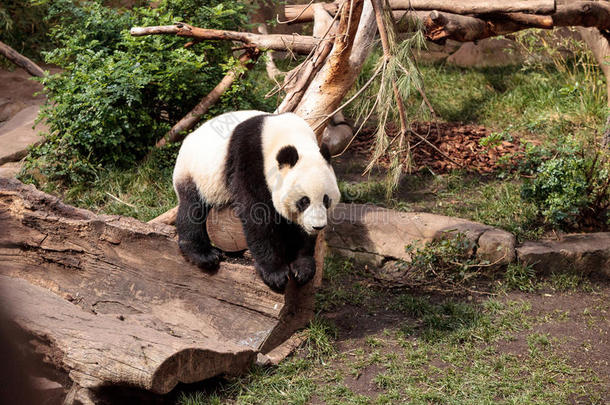 大熊猫熊AiluropodaMelanoleuca