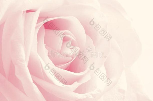 美丽的色调粉红色玫瑰关闭作为情人节背景。