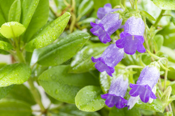 坎特伯雷铃铛花