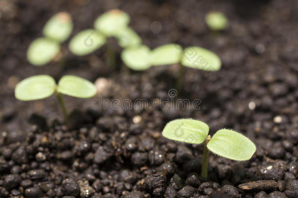 农业宝贝婴儿期植物学的芽